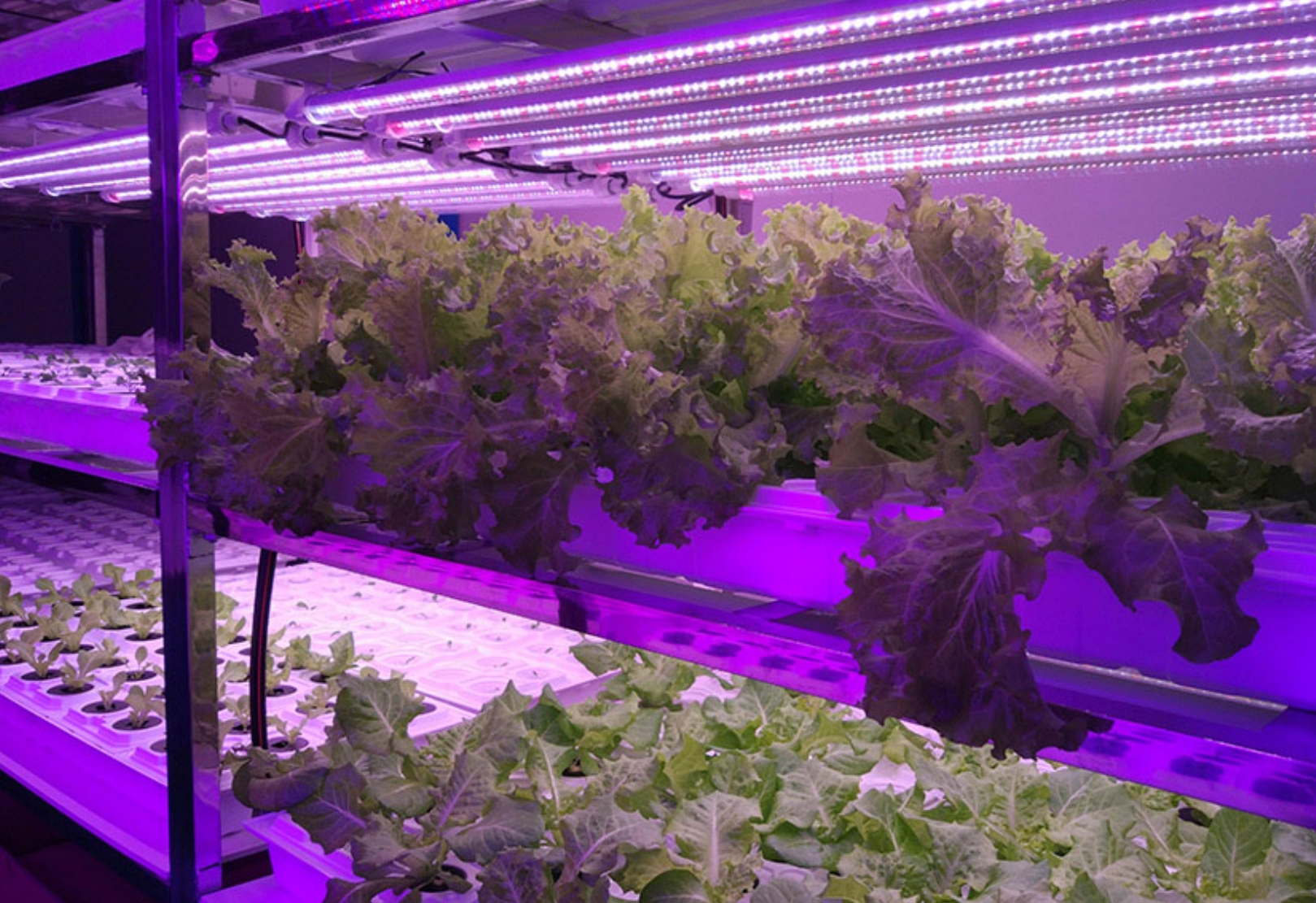 Plant growth light applications