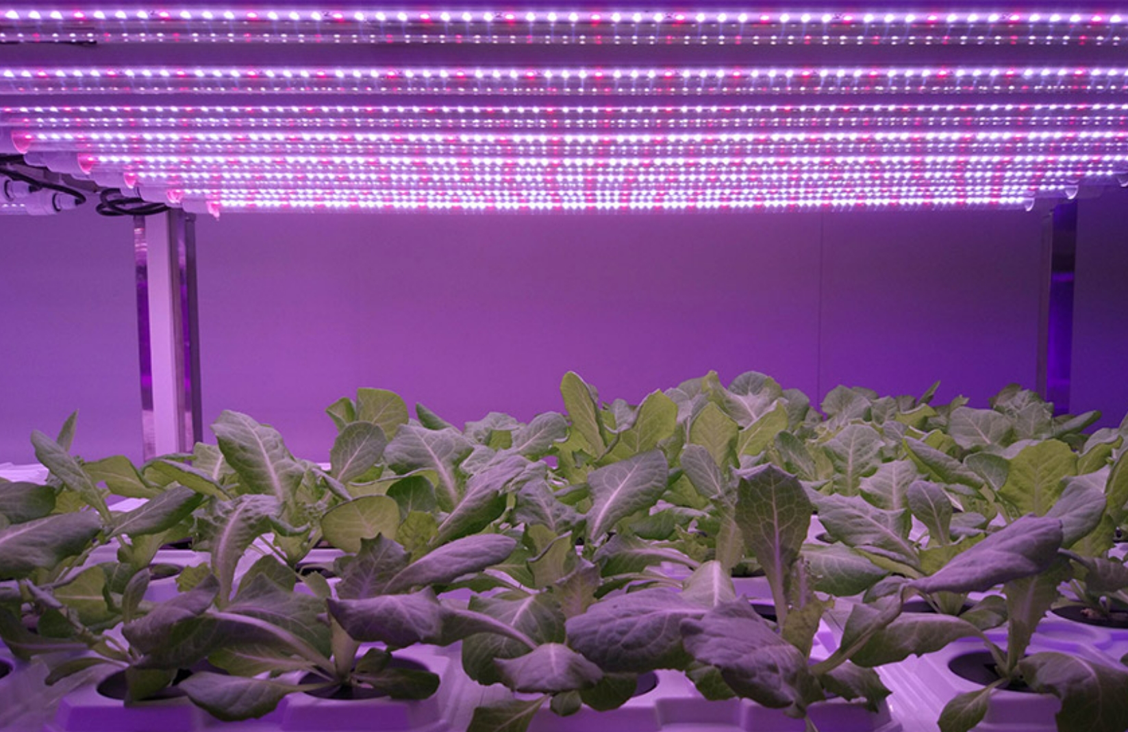 Application of LED tube housing in plant lighting