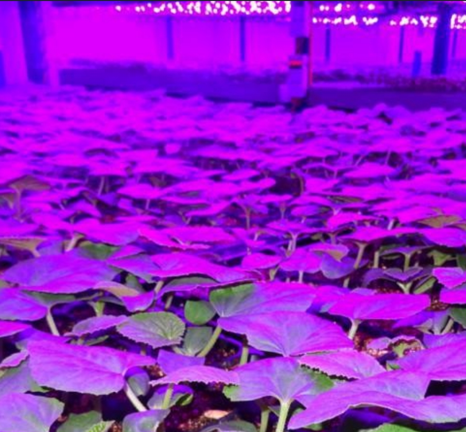 How to use plant growth lights to optimize the growth environment of indoor plants