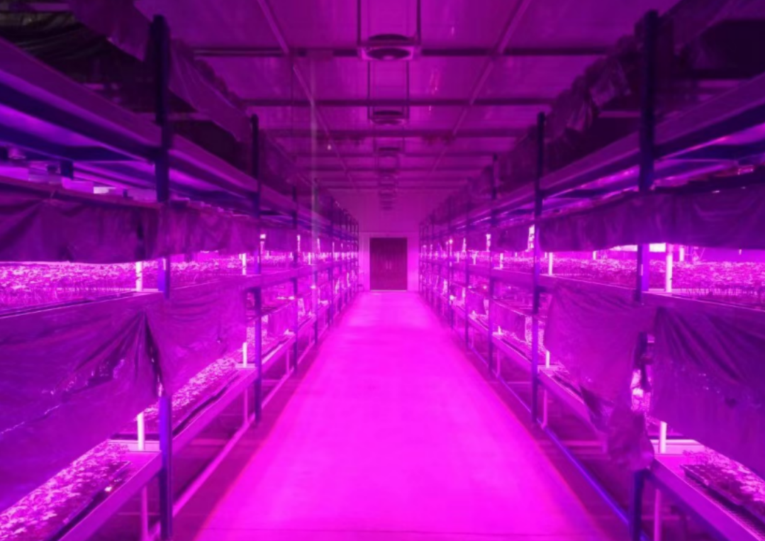 Uses of LED plant lighting