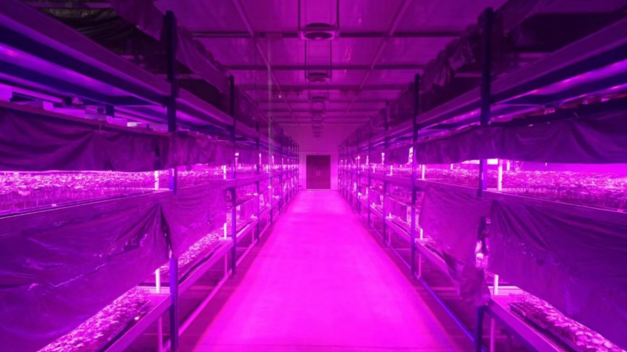 Principles and characteristics of LED plant lighting